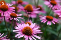 Studija o anti-covid dejstvu Echinacea purpurea