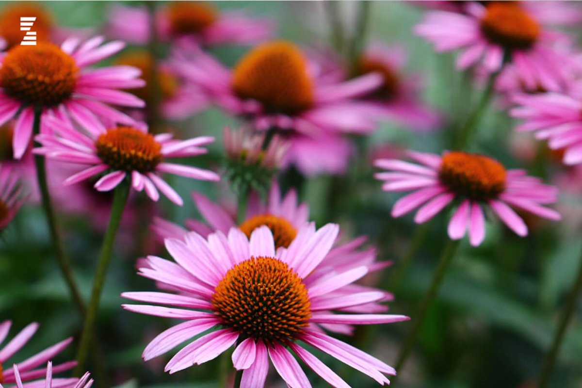 Studija o anti-covid dejstvu Echinacea purpurea